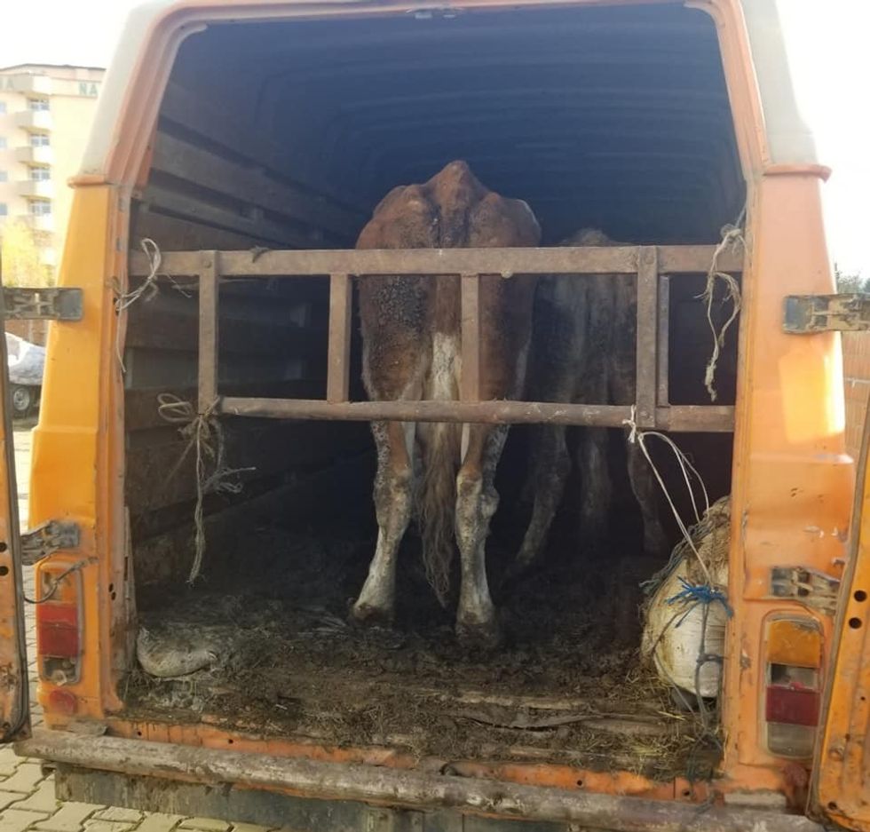 260796471 4705802866146879 3343852754568623978 n