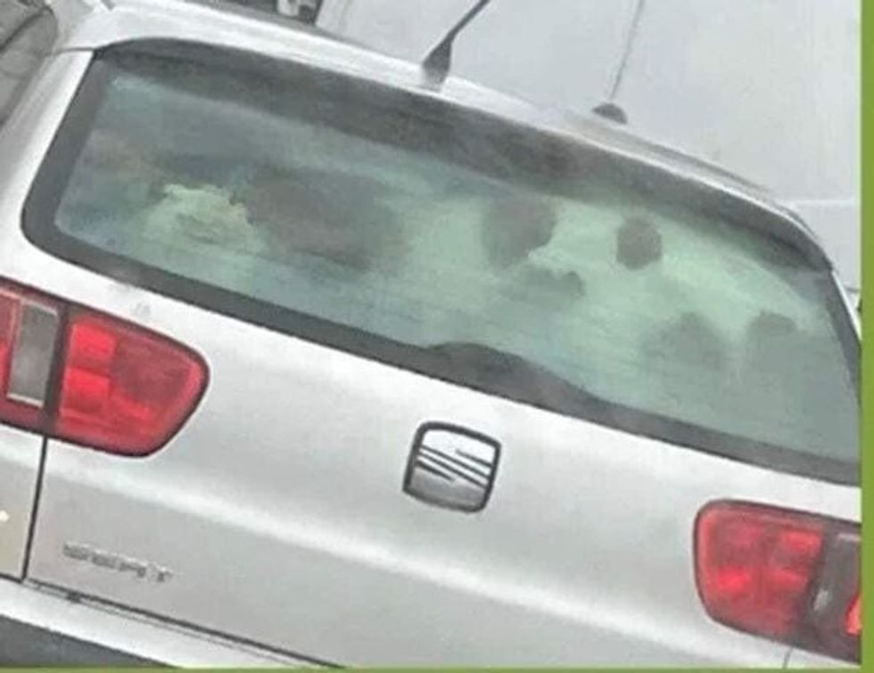 278396454 3339391862950661 1054464030716786939 n