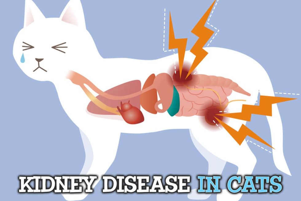28 01 Blog Graphic Kidney Disease In Cats