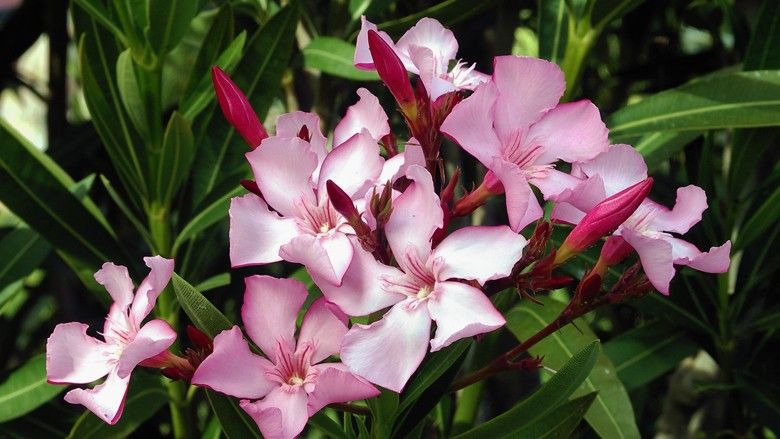 2021/04/pink-nerium-oleander-blooming-garden-993764.jpg