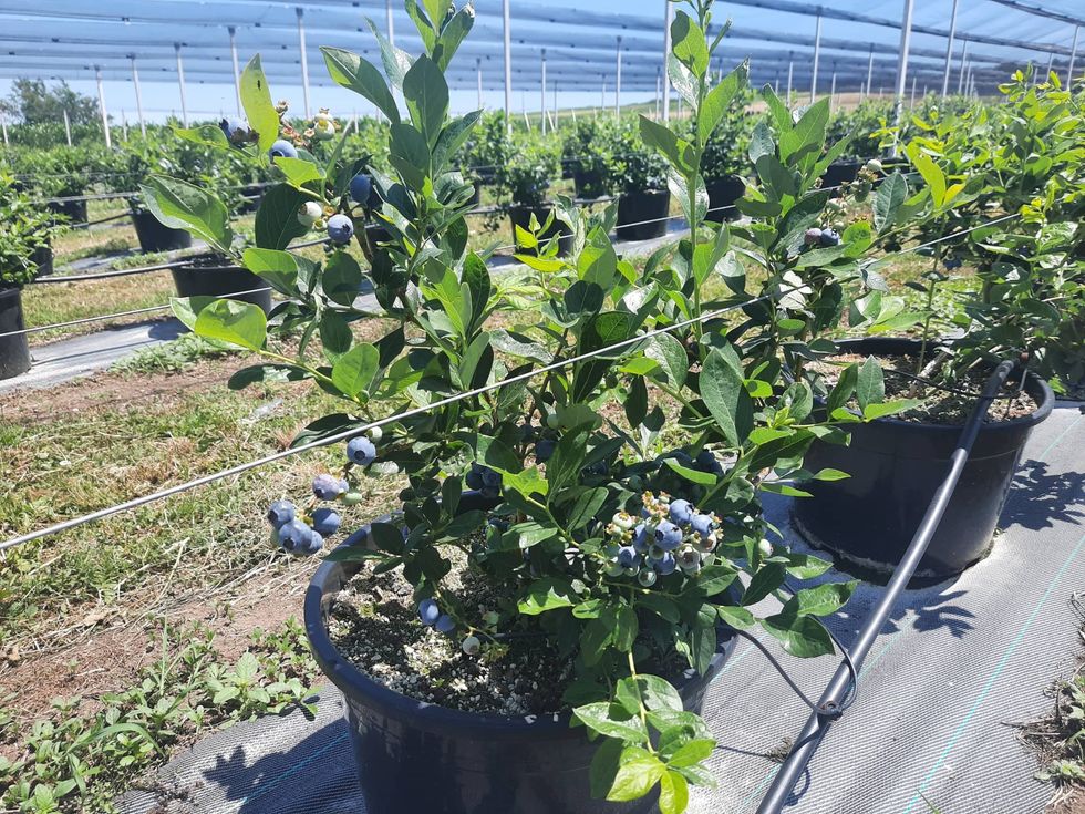 290356955 1180292842819401 1595628764026783987 n