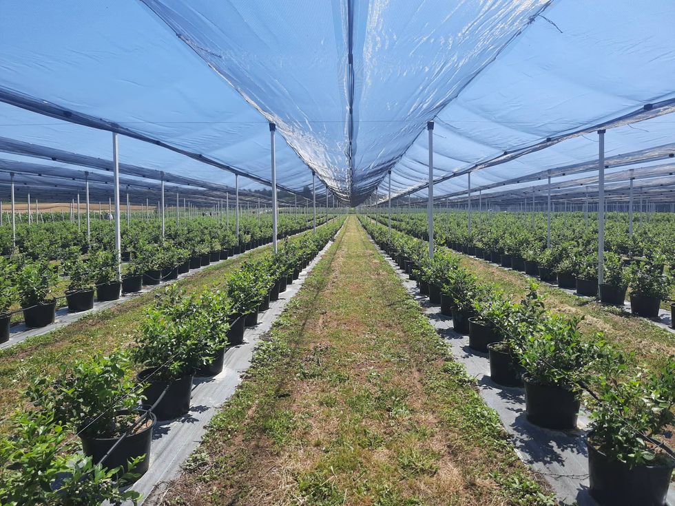 290617757 744937556631661 5763825579874035106 n