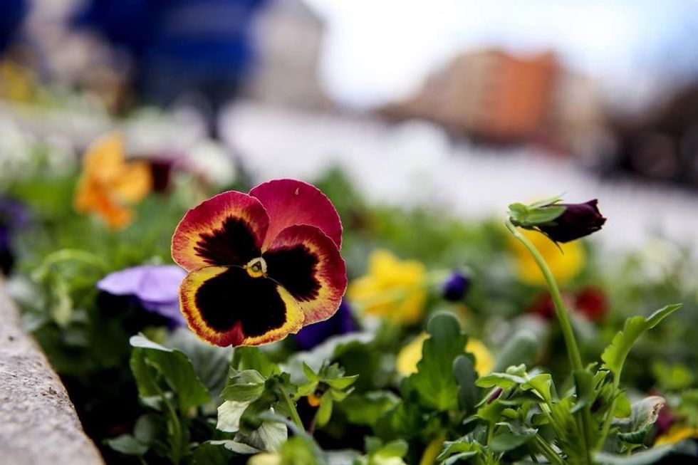 29197146 10157246619487166 1905031657514074112 n