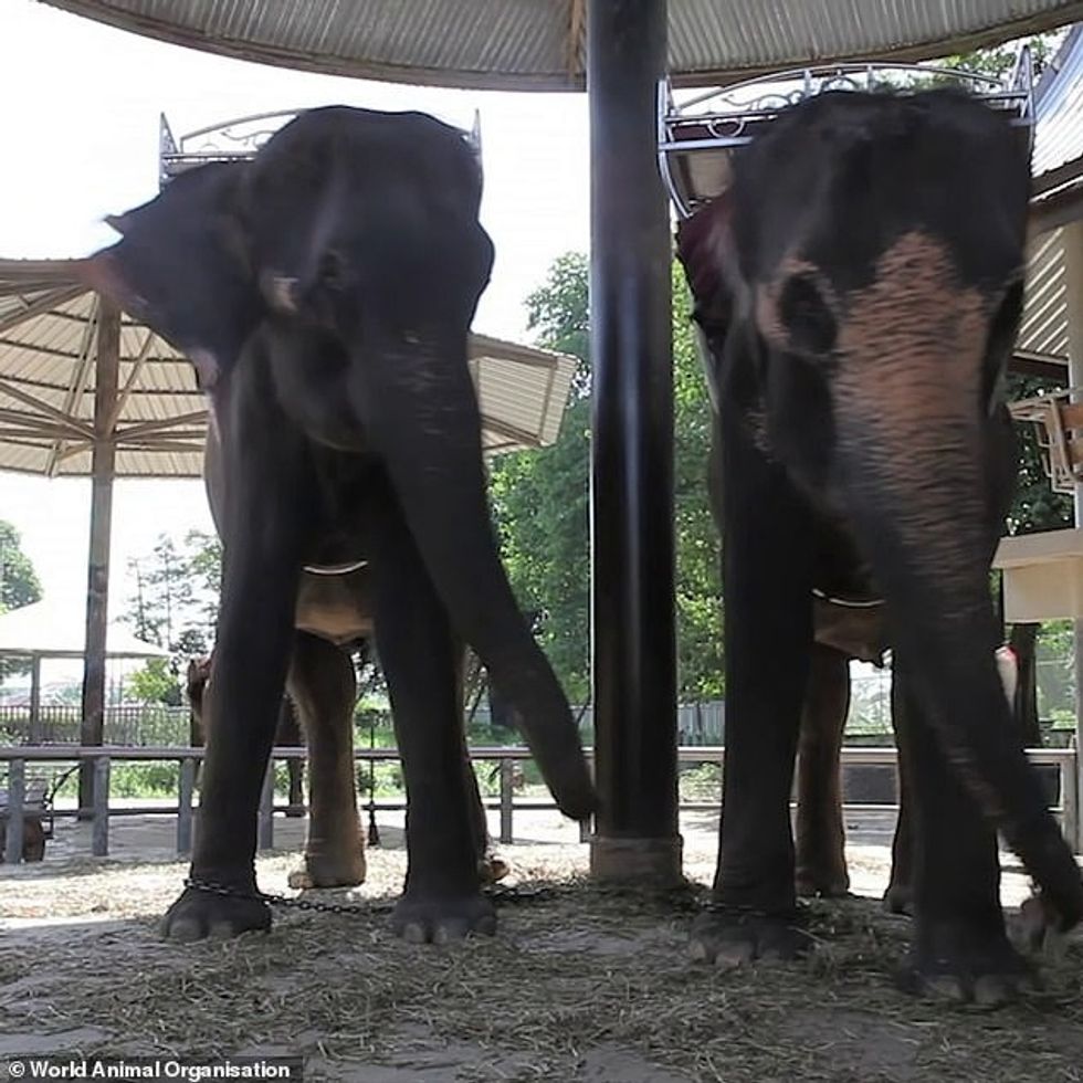 29953430 8450801 image a 2 1592912198602