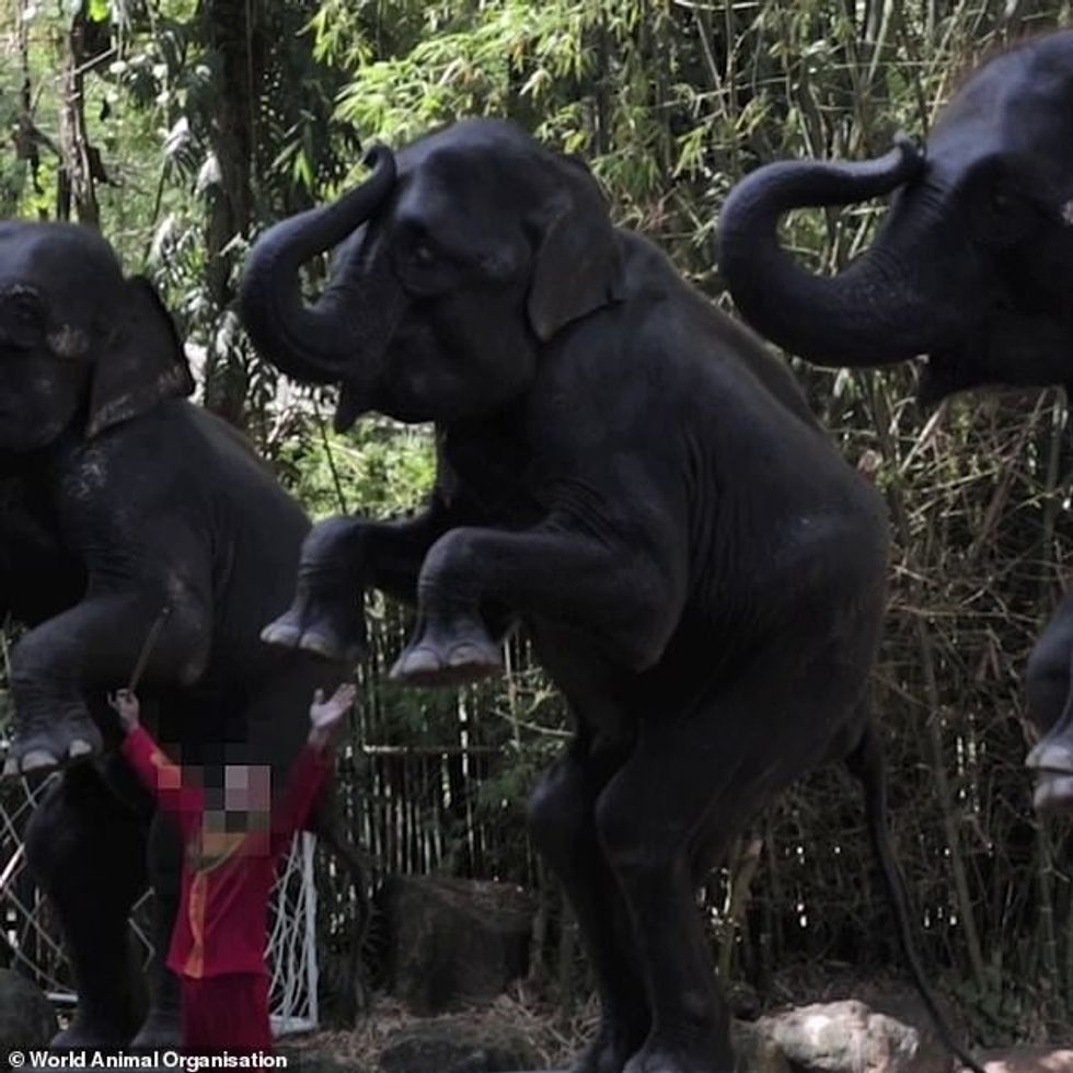 29953708 8450801 image a 6 1592912228240