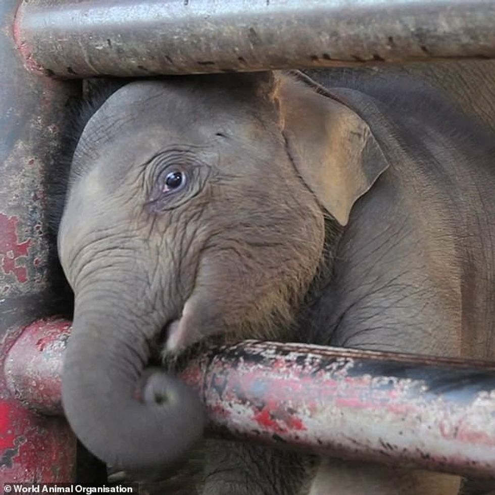 29954830 8450801 image a 18 1592914079820