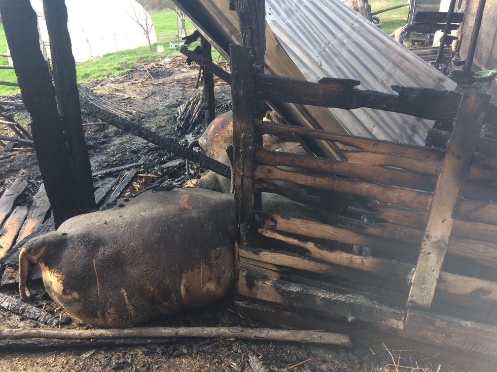 30124346 1666493346737821 5968544853854781440 o