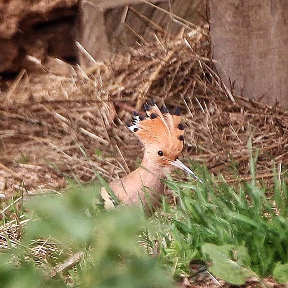 30709633 1937274636306902 5195586242498002944 n