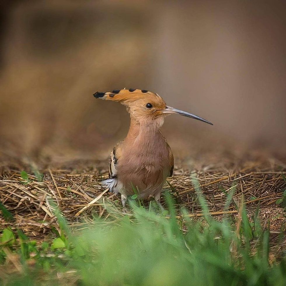 30740450 1937275049640194 3255703377803214848 n