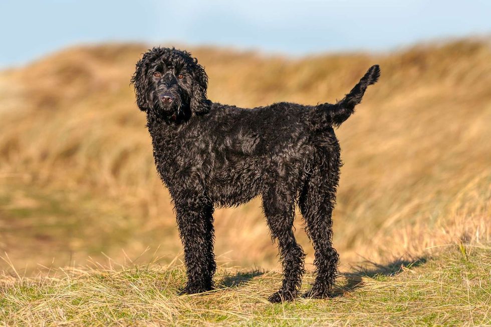 320480 labradoodle breed