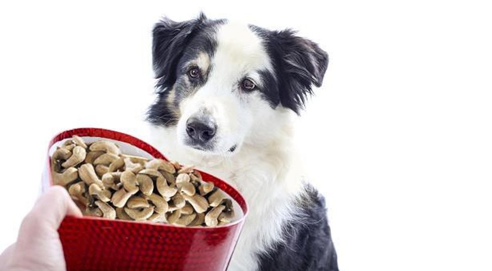 321782 dog valentine cashews