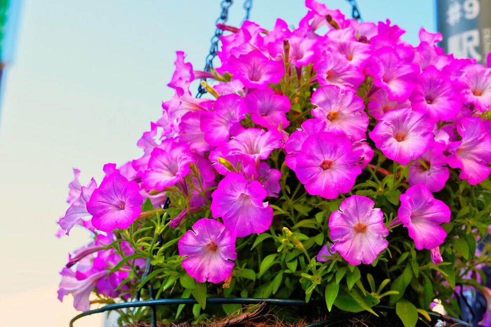 3250409 shutterstock 1325732216 f