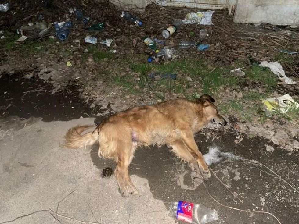 333538701 1570854813342777 1698147894441917198 n