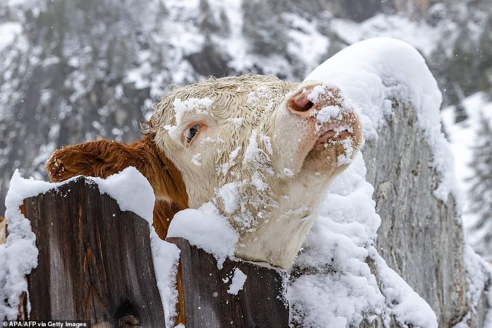 33652966 8775733 The snowfall set a new record for this time of year a cow pictur a 57 1601130874976