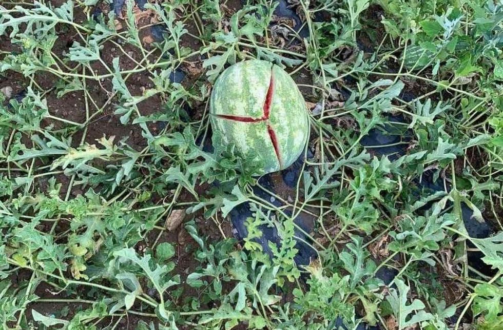 361576423 688594646627594 4914838320778928533 n