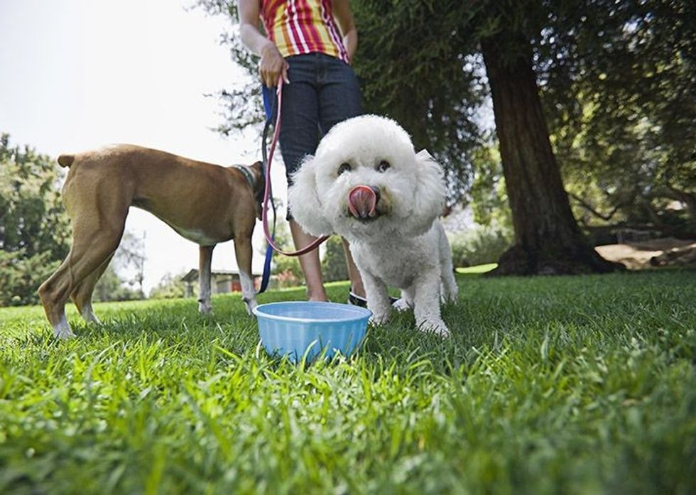 37b658e912996bbda58c53109adb9402 dog water bowls dog care