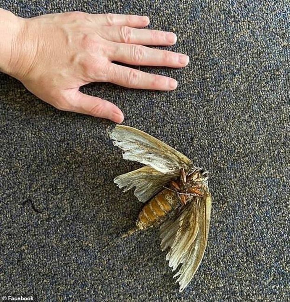 38034454 9149989 image m 6 1610688784928