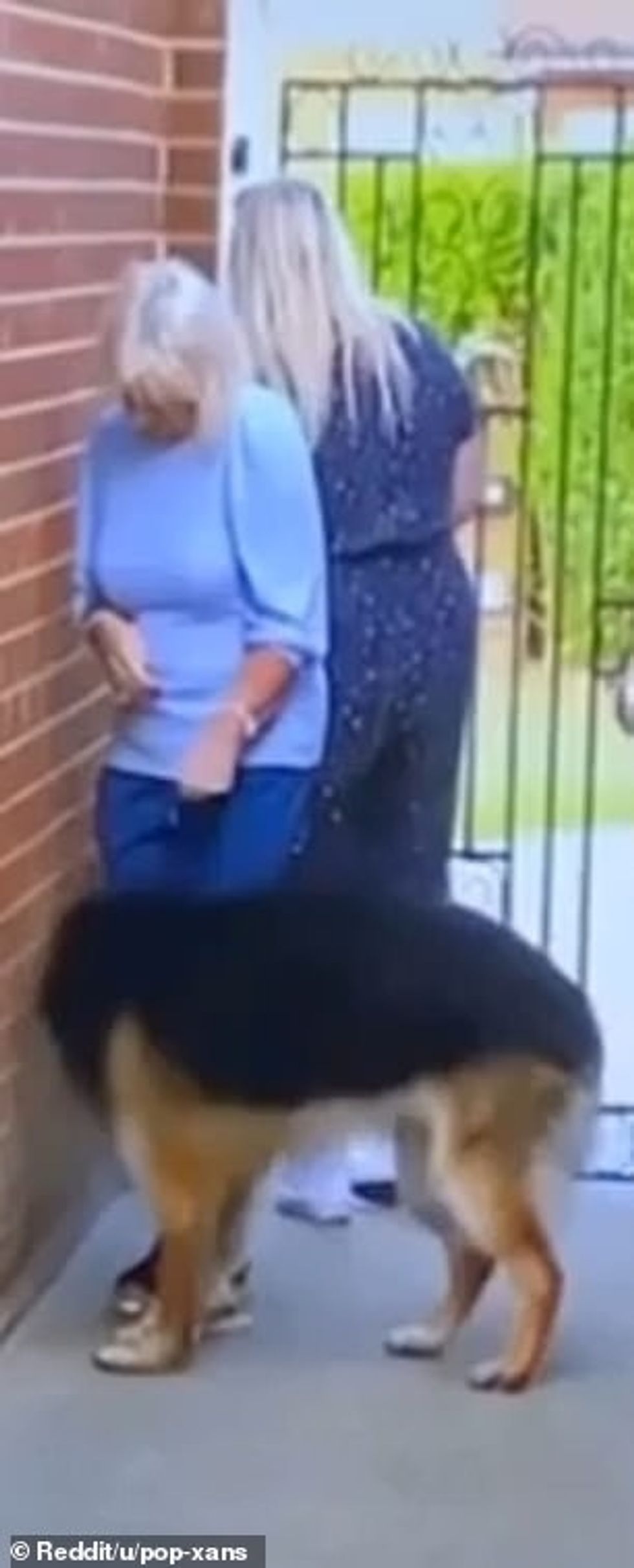 38989258 9233689 The video then shows the dog walking towards the wall and appear a 26 1612711026656