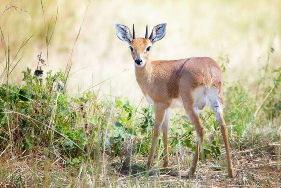 4 640 0 5ec68c48a9903