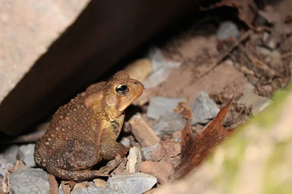4 Little Brown Frog on some Rocks