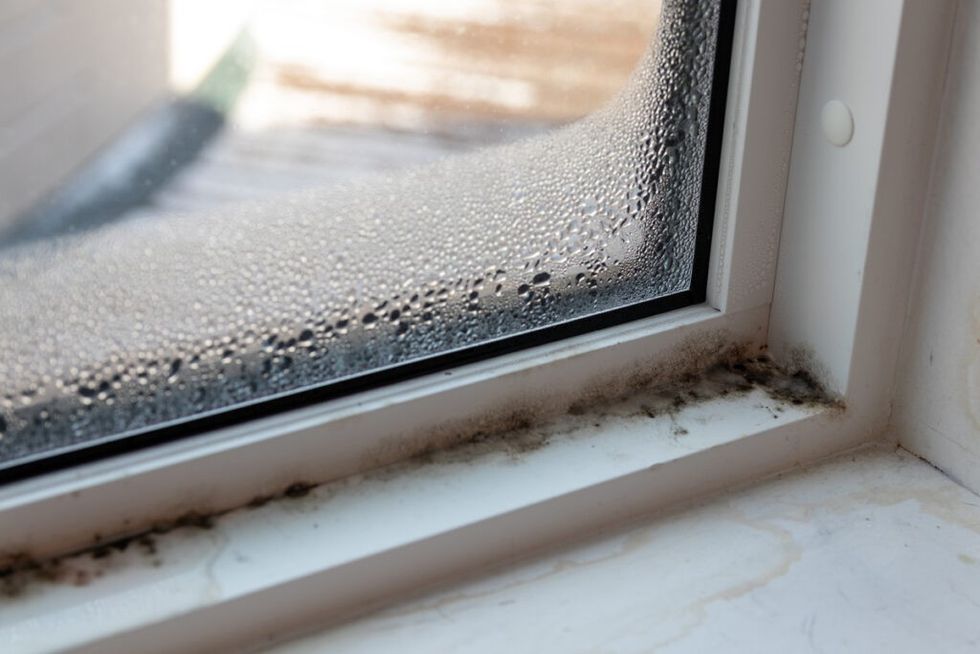 4 signs that there could be hidden mold in your home 1