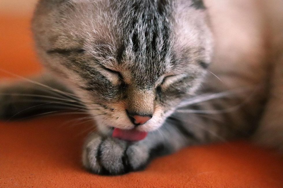 4 ways bio ions all in one pet sanitisers make every pet owners life easier 5