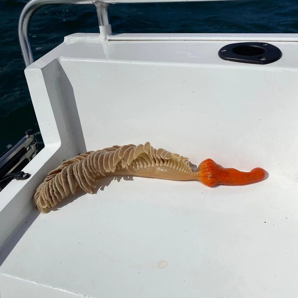 418130995 916973183122831 2581847127389324013 n