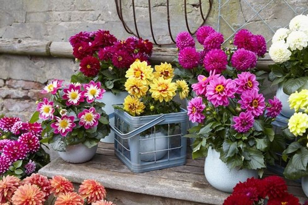 41b947cf623948f0c029fdadc819d05a