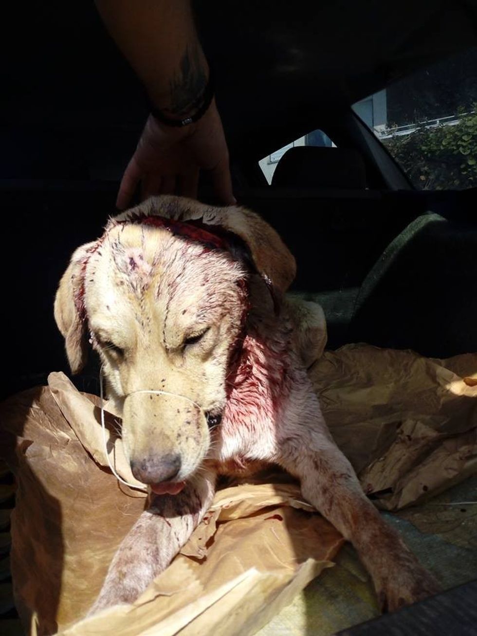 43476131 10212162581089906 6860849637020925952 n