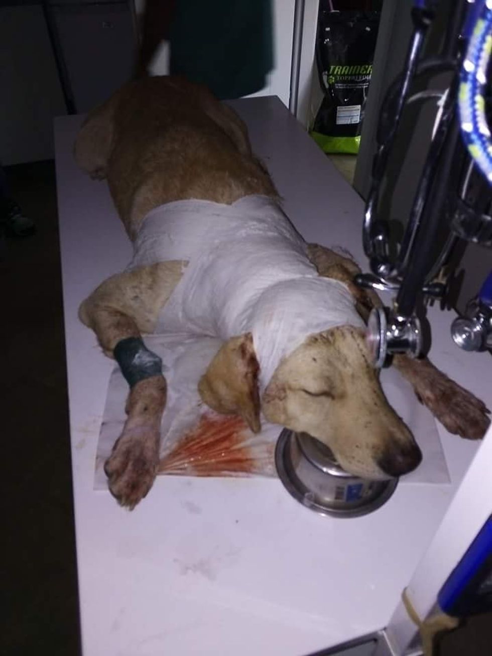 43574633 10212163060781898 8204411481333170176 n