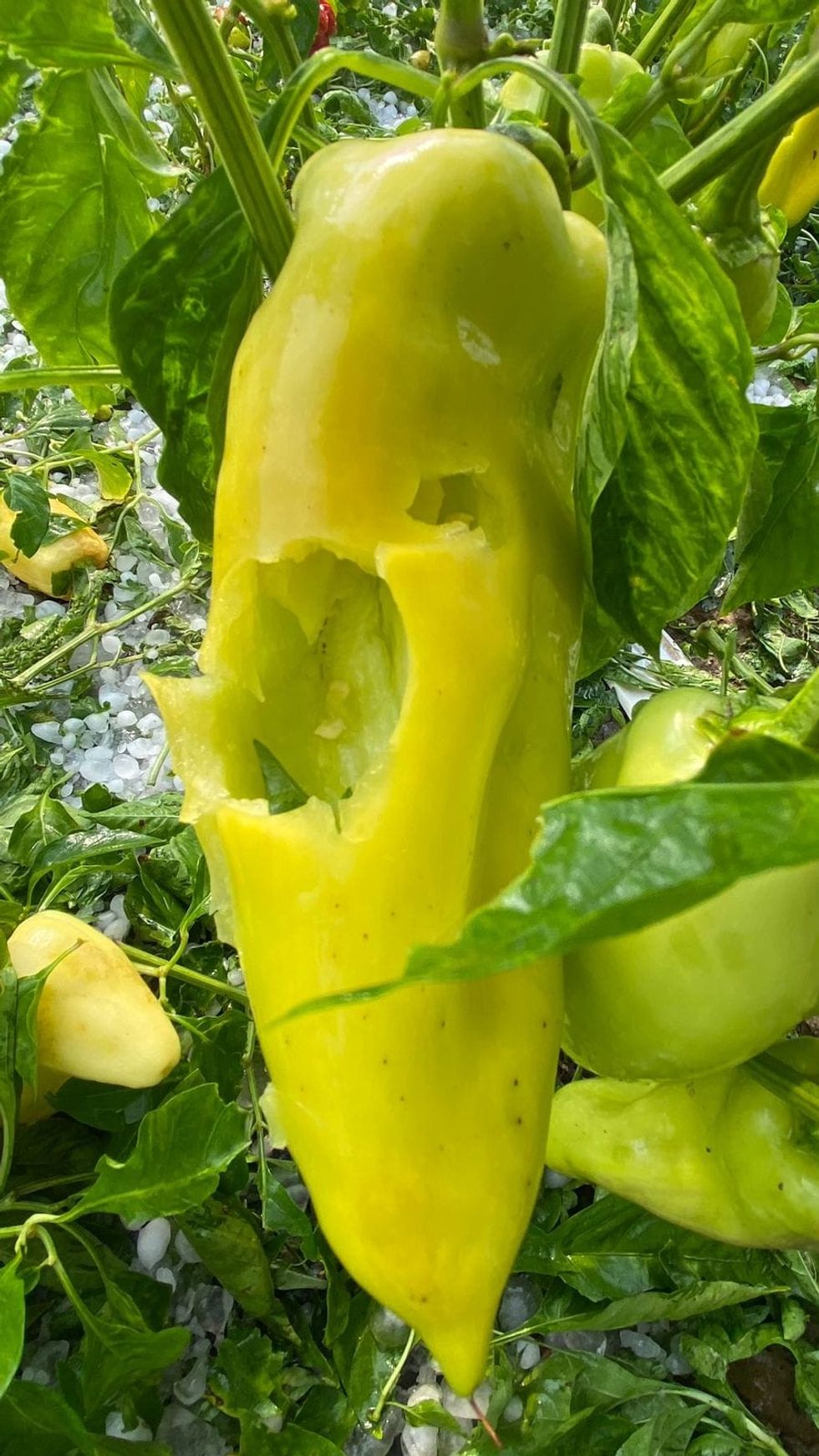 455604679 1028070135339212 1498311747609393273 n