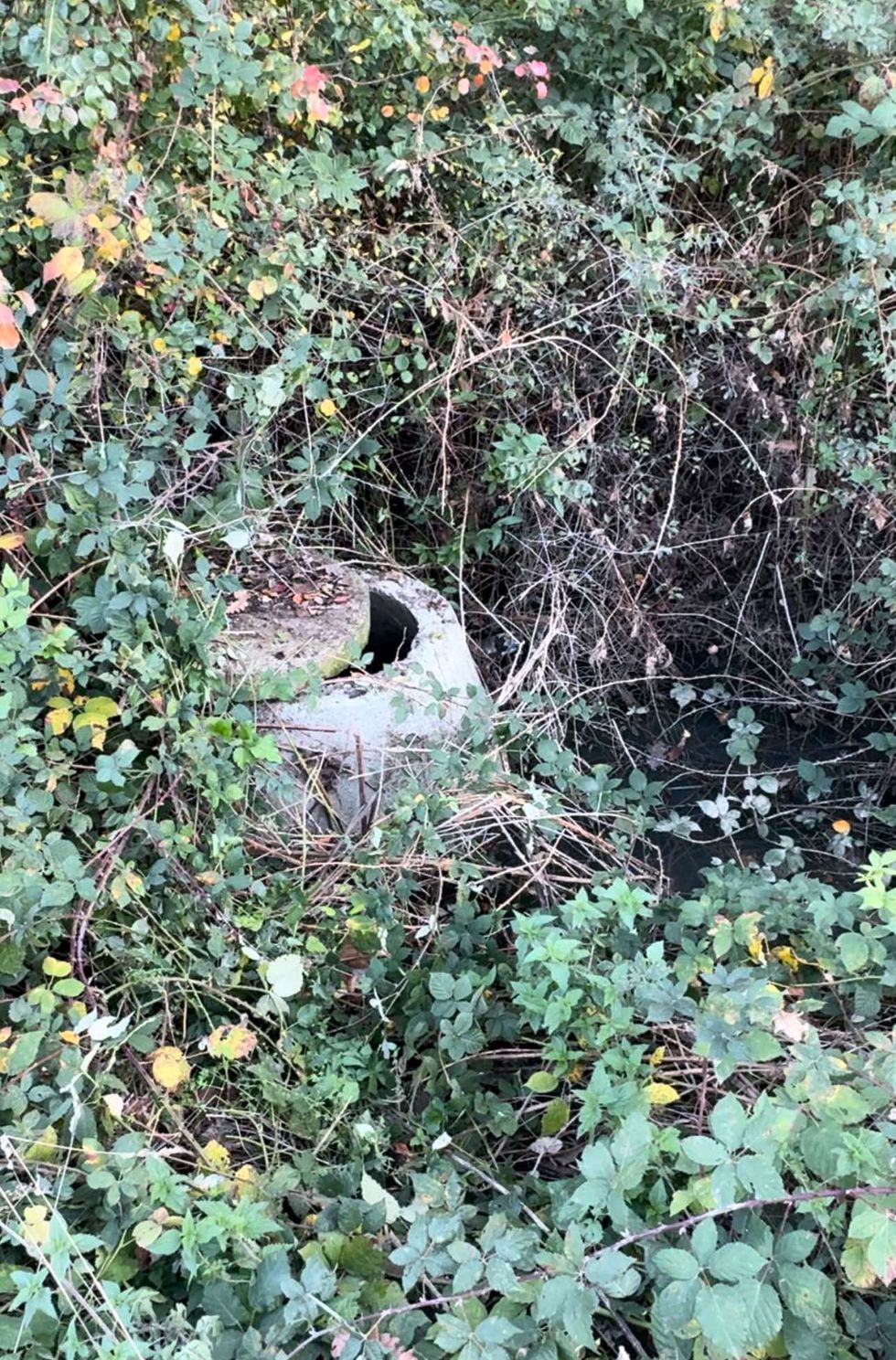 462355701 1542050546399998 564291372259923258 n