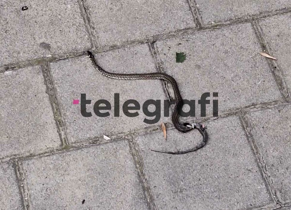 494690179 3987900641526929 6379253383919034055 n 1 e1746877621912