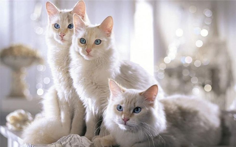 519214_4a1ab4a332179b5b95c0c0e56332ab87_large