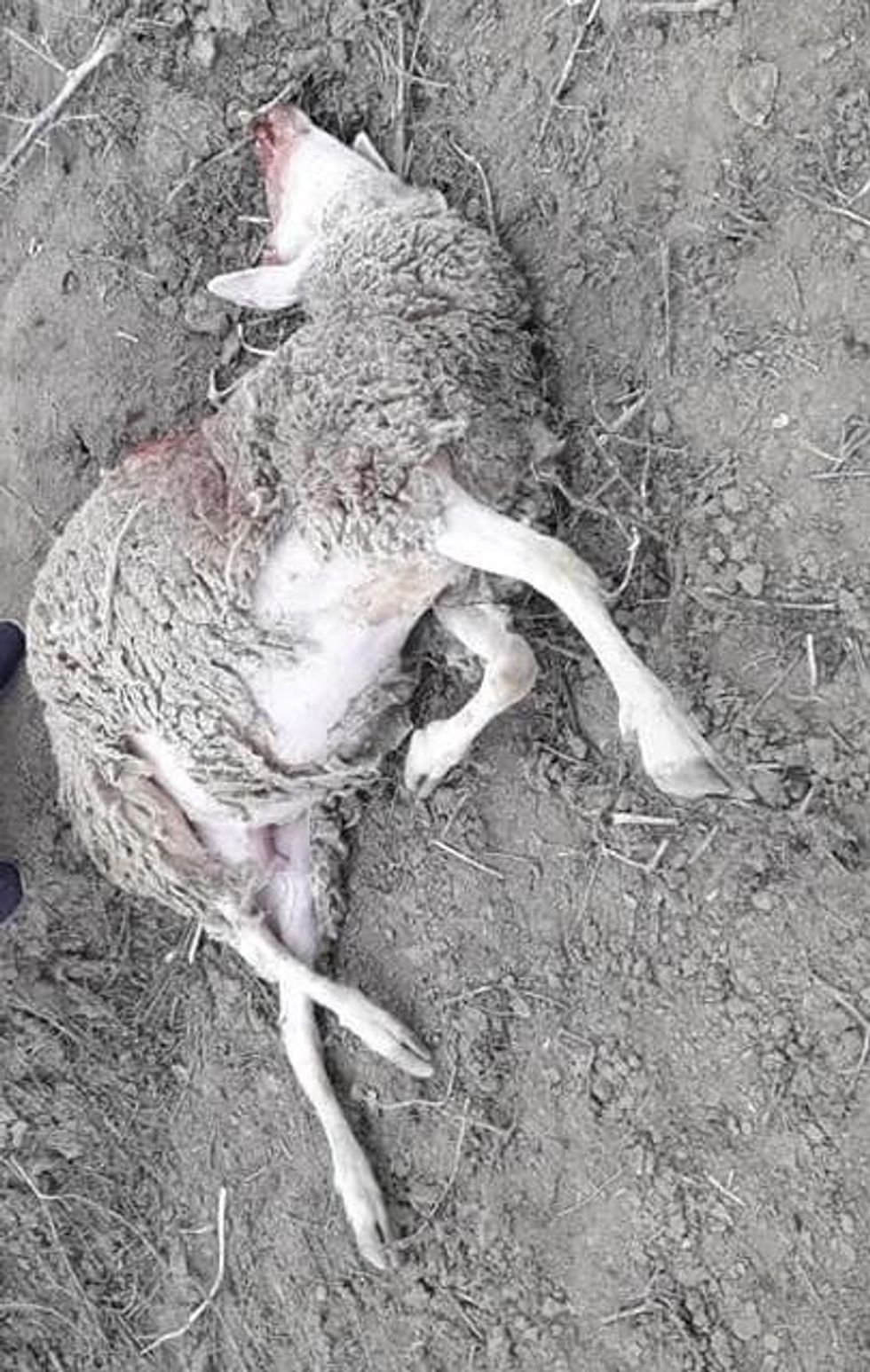 53082635 262494754633113 5985924855629873152 n