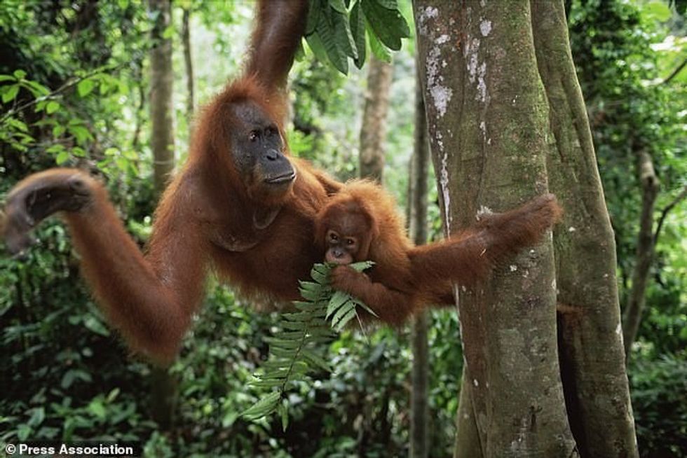 5556388 6331433 Orangutans are threatened by the loss of their forest home natur a 45 1540858080300