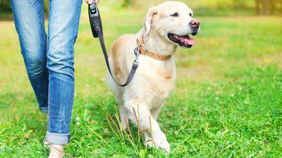 2020/07/Walking-Dog-at-Park-iStock_000085361853_Small.jpg
