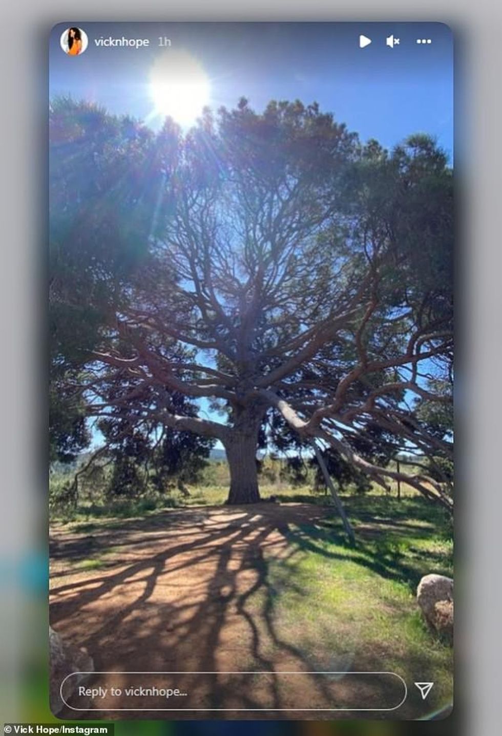 58211919 10848393 Secret visits In April Vick shared a photo of the same tree Calv a 4 1653385067757