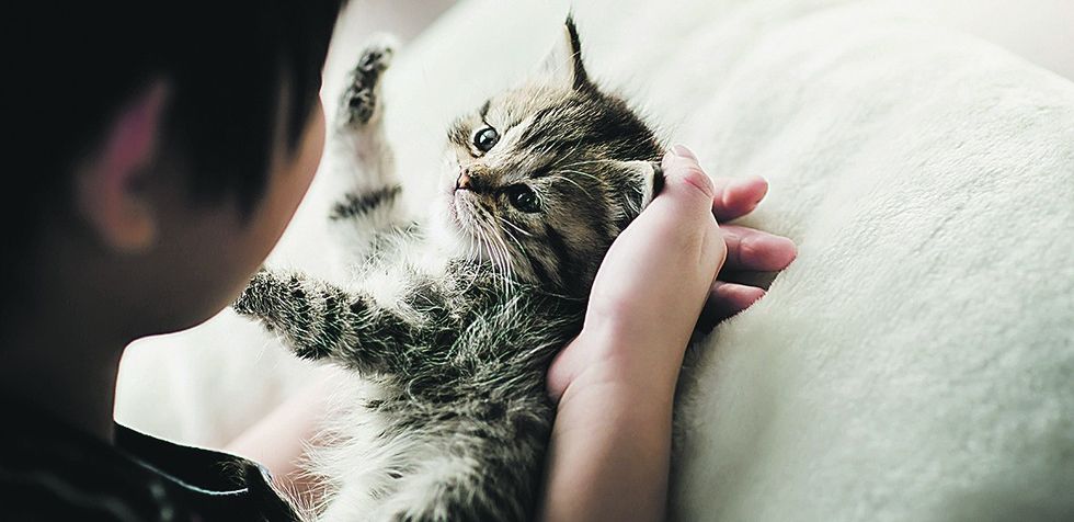 590670 stock photo cute asian