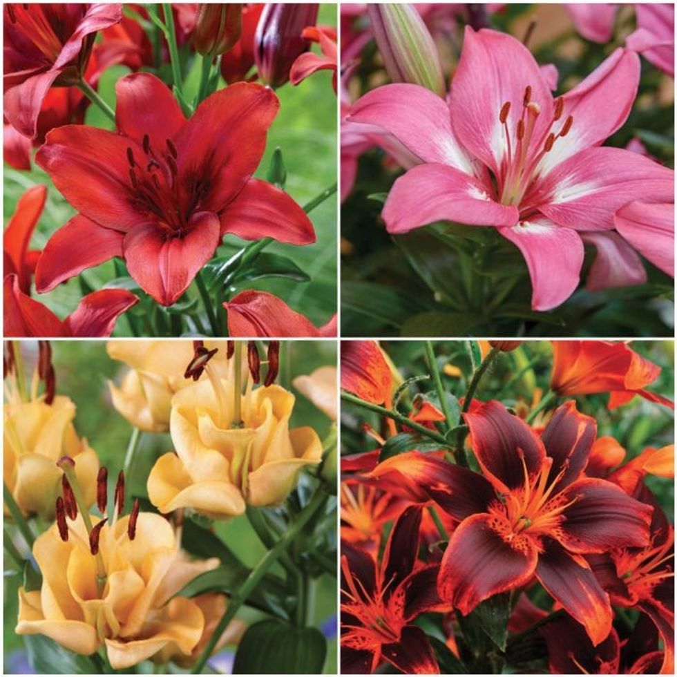 59126 59126 image 59126 asiatic lily collection