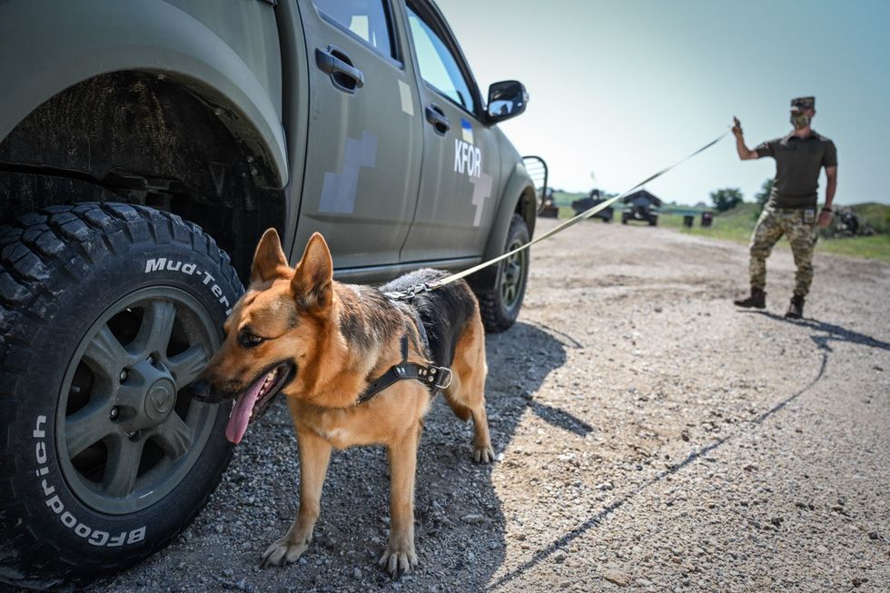 6 KFOR Ukrainian Military Dog in action