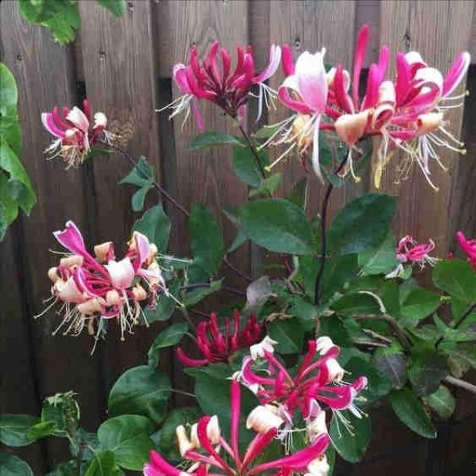 60aa9be2 db8c 4ccf 9a1a 53720a0a0a64 lonicera periclymenum belgica a previewOrg