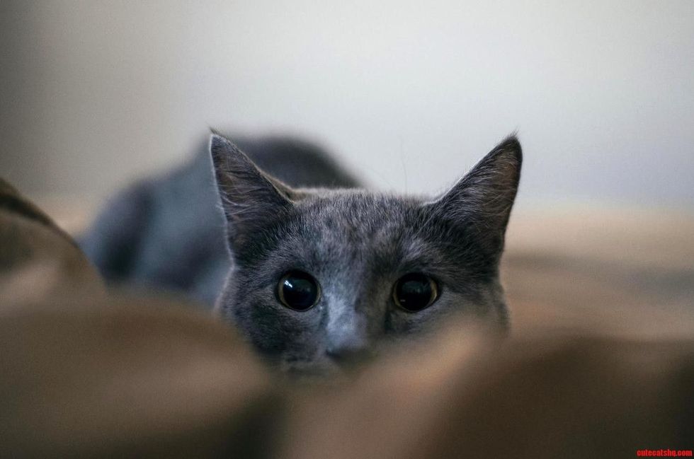 6234102d99fbff0e10f8cbd066f221e8