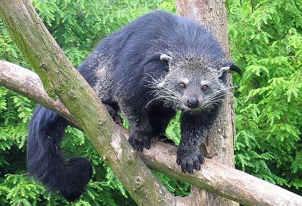 640px Binturong in Overloon