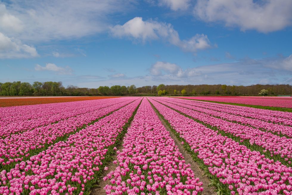 68358 fullimage tulpenveld