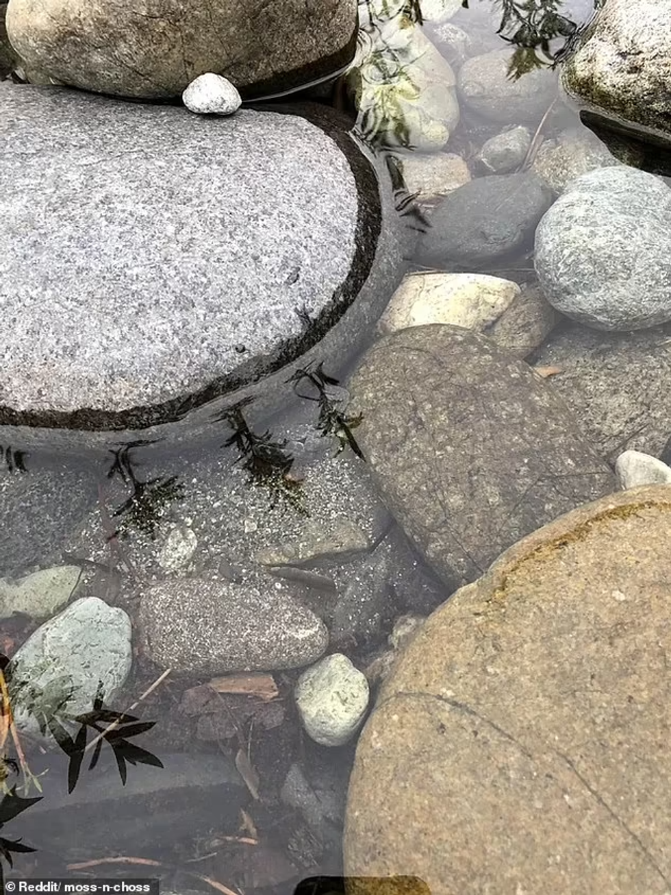 68738683 11863739 Believe it or 1