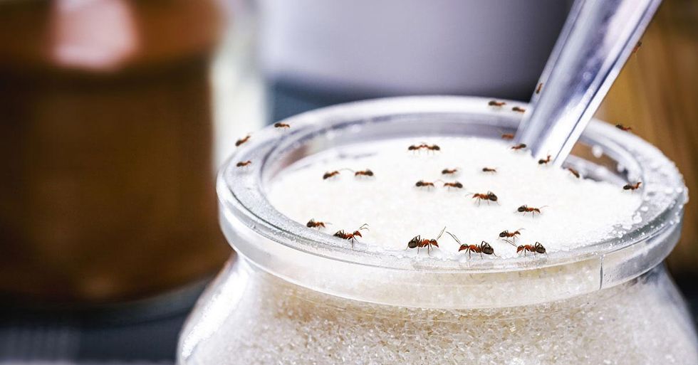 7 ways to prevent ants from taking over your kitchen