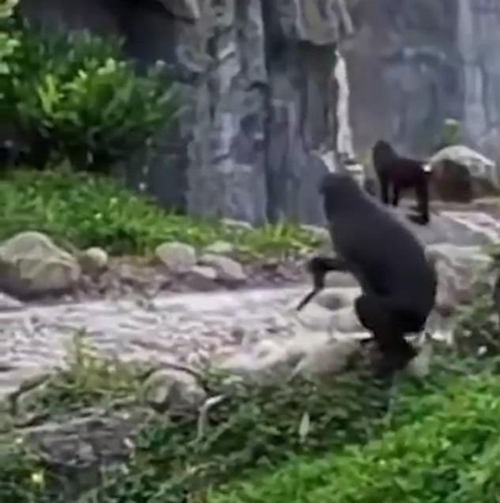 74208211 12396643 image a 4 1691 e1691760393834