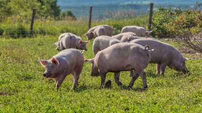 2023/07/duBreton_DuBreton__North_America_s__1_Organic_Pork_Producer__is-scaled.jpg