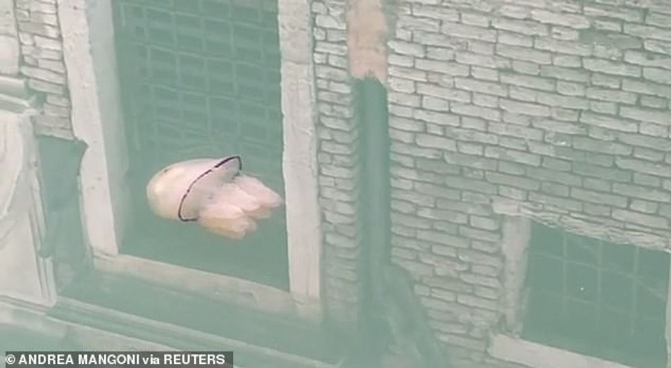 A barrel jellyfish swims in a Venetian canal last week, after the city's famous waterways became their clearest in living memory because of the coronavirus lockdown